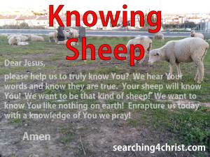 Knowing Sheep