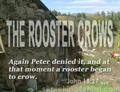The Rooster Crows