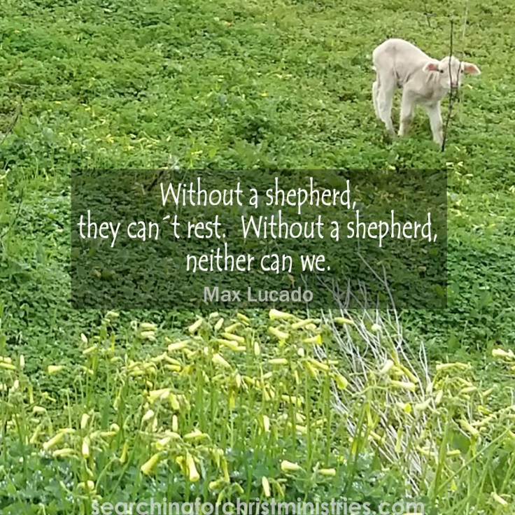 Without A Shepherd