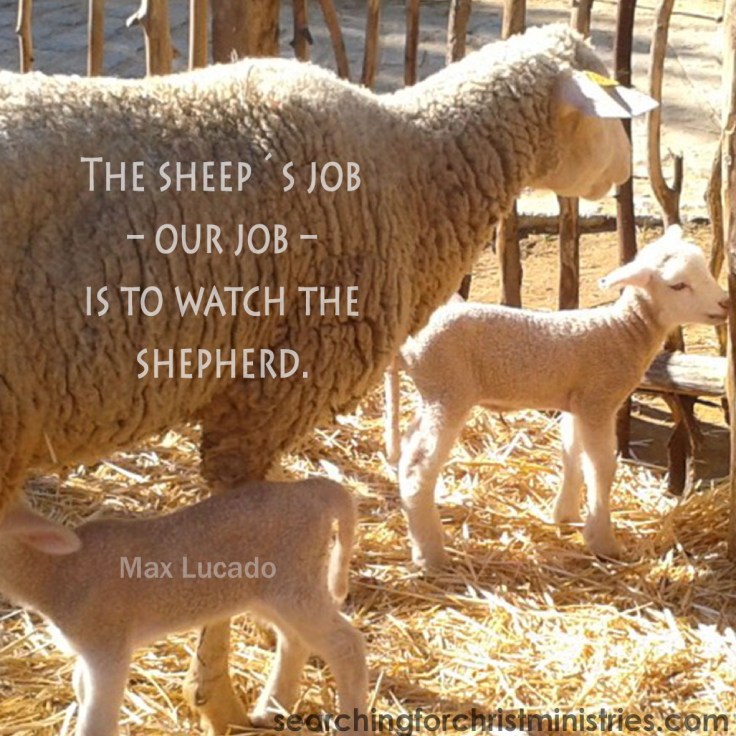 The Sheep´s Job