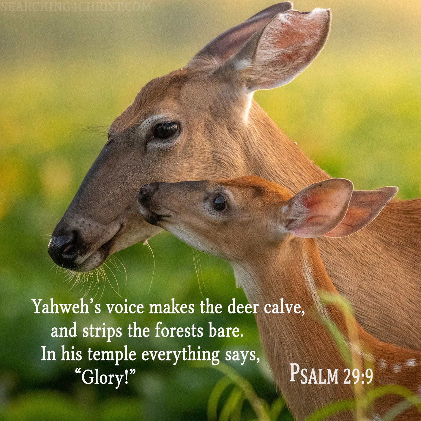 Yahweh’s voice makes the deer calve, and strips the forests bare. In his temple everything says, “Glory!” Psalm 29:9