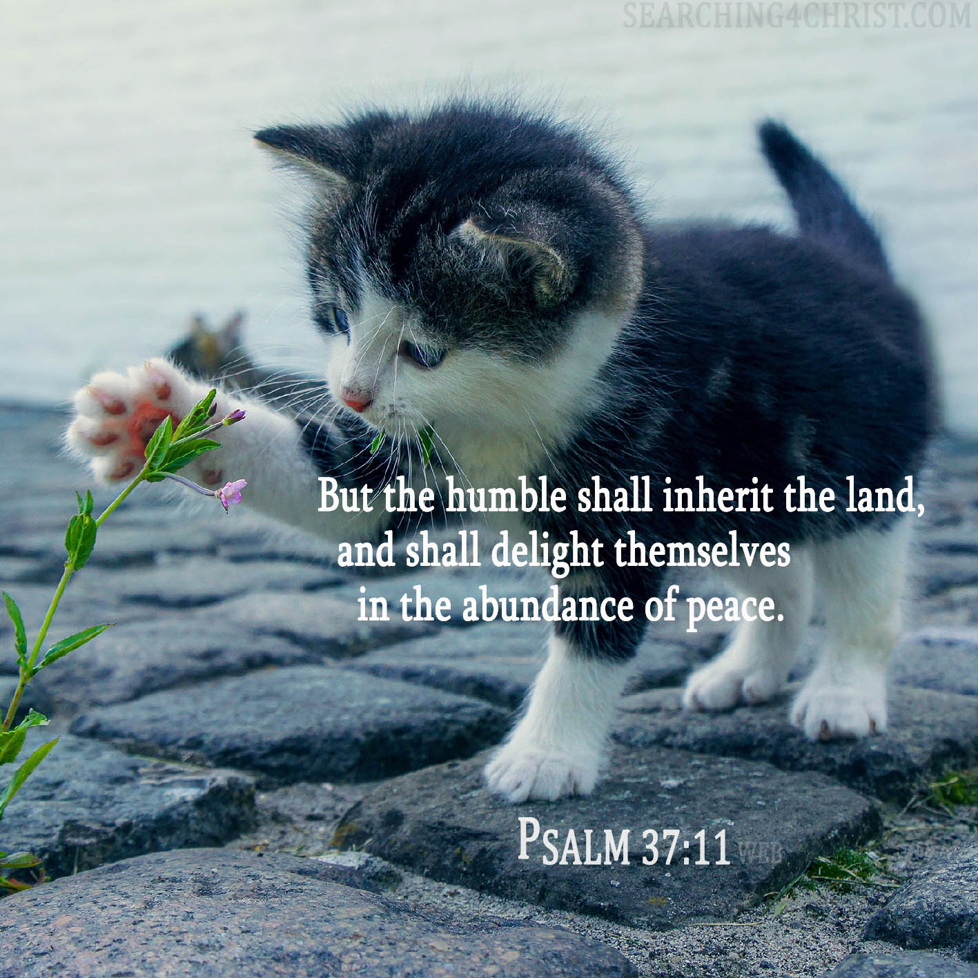 But the humble shall inherit the land, and shall delight themselves in the abundance of peace. Psalm 37:11